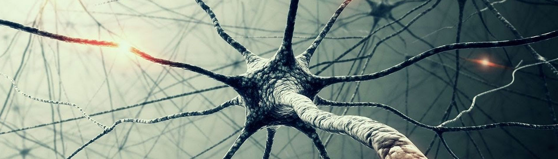 NEUROCOGNICIÓN